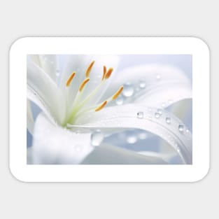 Lilium Flower Petal Nature Serene Calm Sticker